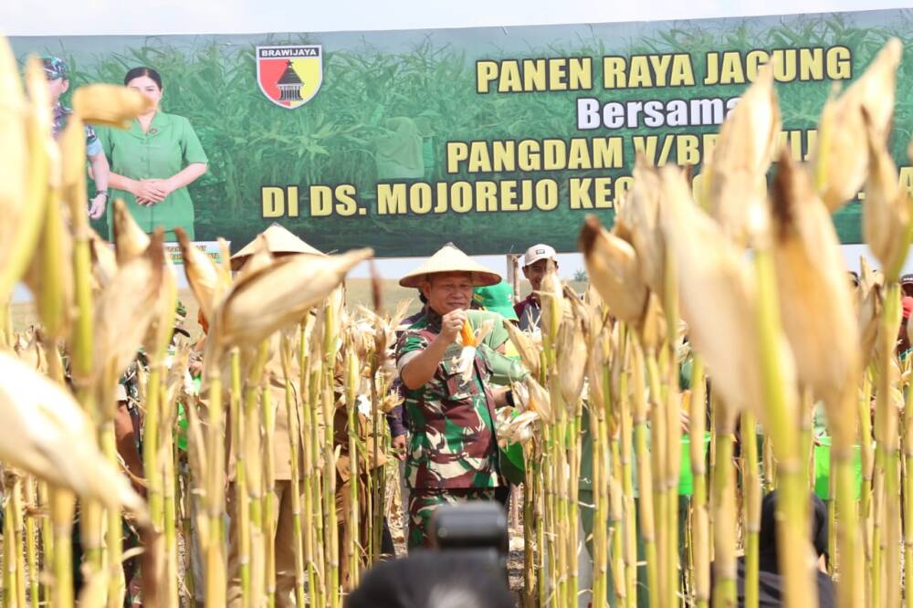 Pangdam V Didampingi Dandim 0812 Panen Jagung di Mojorejo