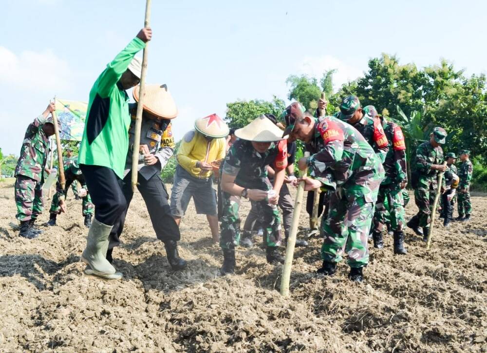 Kodim Bojonegoro Tanam Jagung Seluas 60 Hektar