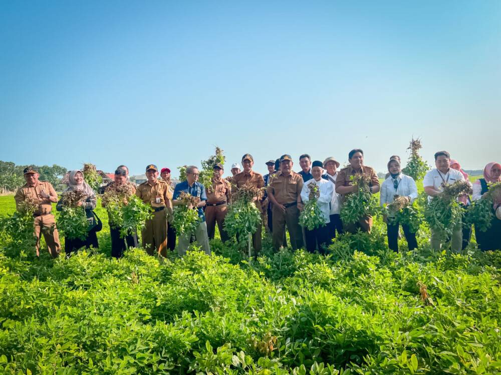 Panen Raya Kacang Tanah, Mas Bupati Apresiasi&nbsp;Petani